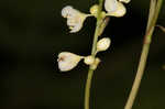 Fringed black bindweed